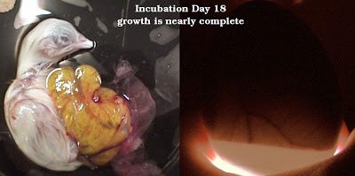 what an embryo three days away from hatching looks like from the inside (left) and when candling from the outside (right).