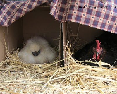 Freida and Mabel hatched in tandem nest boxes on the floor inside a dog kennel for 3 weeks, they went on to raise the chicks together as one big family.