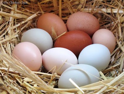 A hen can manage to cover and keep warm approximately 12 eggs proportionate to her size, meaning: if she is a bantam, it is reasonable to expect that she can care for 12 bantam sized eggs, fewer if the eggs are from a larger hen. If the broody is a large fowl breed, she can handle 12-15 eggs of the size she would ordinarily lay, more if they are bantam eggs.