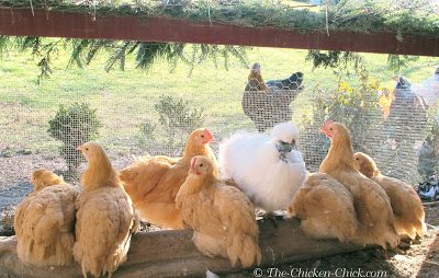 A broody hen will generally begin to distance herself from her brood approximately 5 or 6 weeks after hatching. She can begin egg-laying any time thereafter.