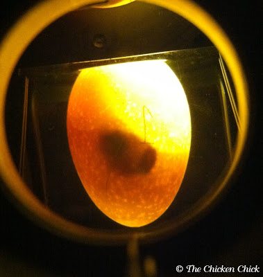 Candling is the term used for shining a light through an eggshell to determine whether an embryo is developing or not. The egg candler used in the photo below is a Brinsea Ovascope. Eggs without developing embryos or with embryos that have died should be removed from the hen