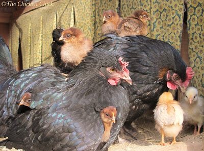 It is not uncommon for two broodies to sit on one clutch of eggs or for two broodies to raise chicks together.