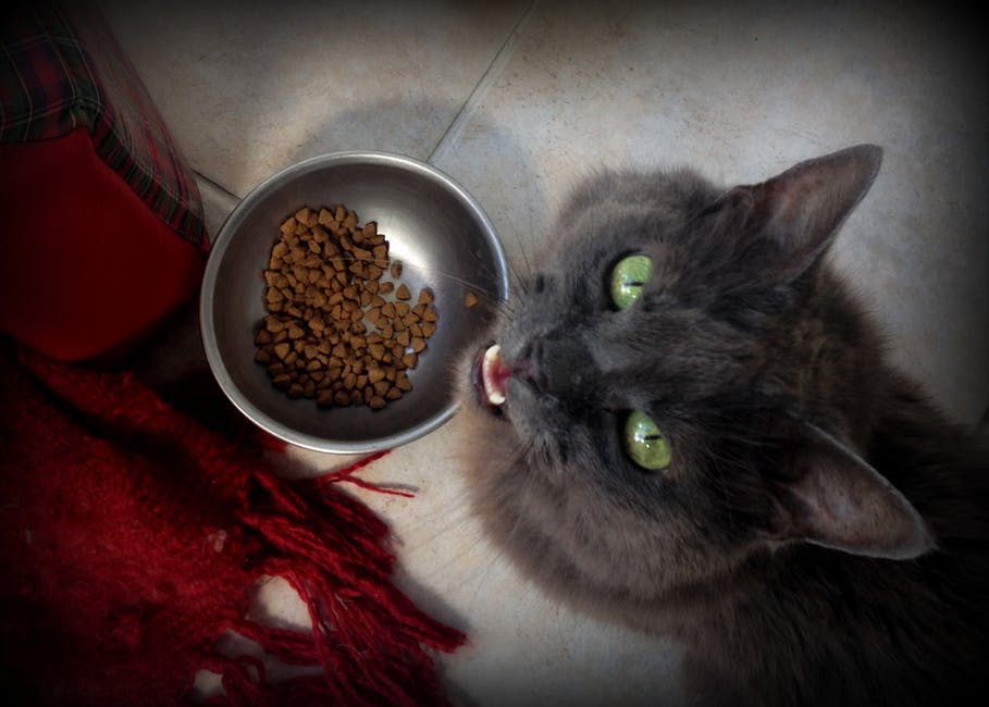 Серая кошка возле миски с кормом фото