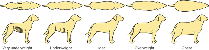 dog weight guide