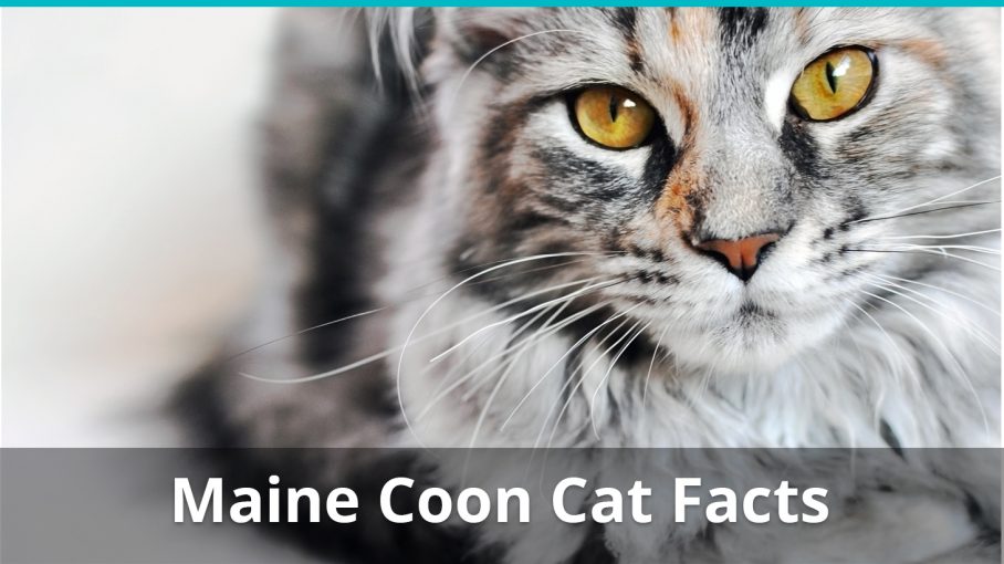 maine coon cat facts