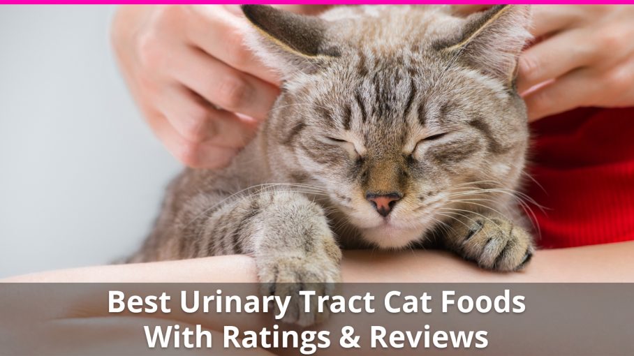 best urinary tract cat food