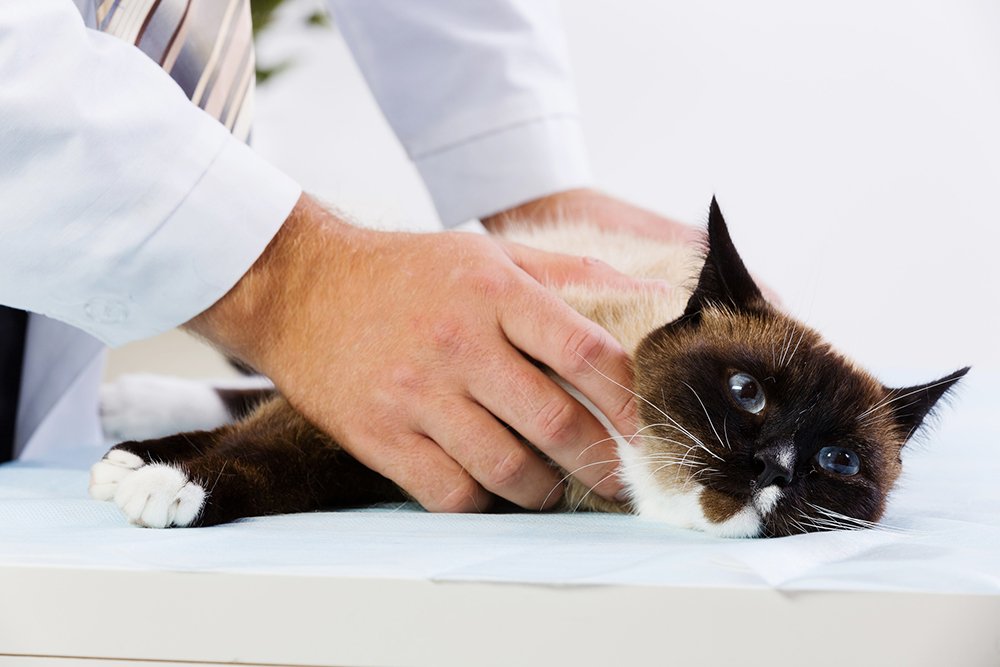 cat lying down at vet clinic being held by vet on table