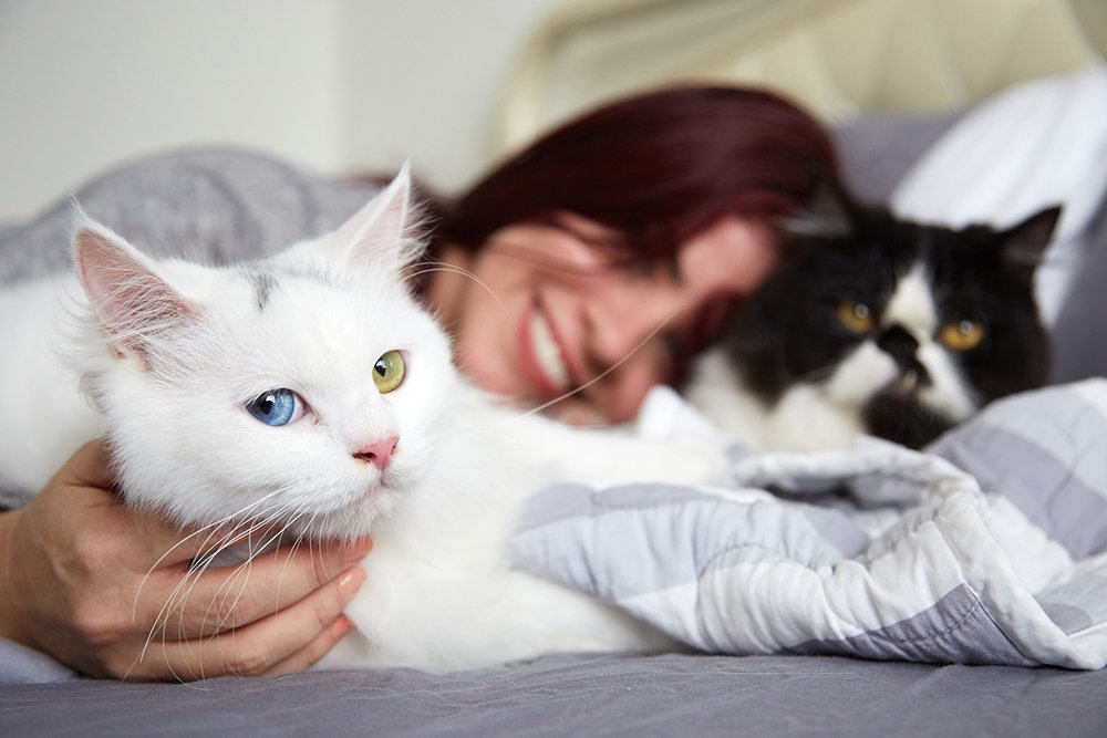 woman lying on bed petting white cat with multi colored eyes with black and white cat in background best human grade cat food