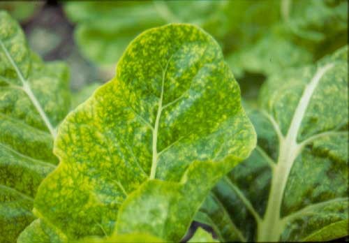 spinach hydroponics downy mildew fungus disease