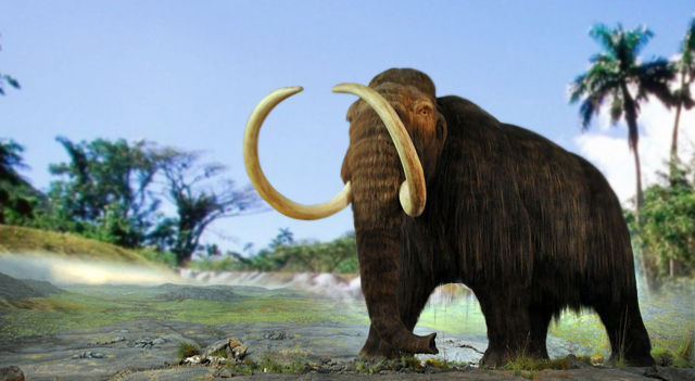 Woolly Mammoth