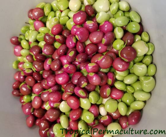 Freshly harvested pigeon pea