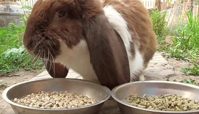 Комбикорм для кроликов: какой лучше, как сделать своими руками в домашних условиях