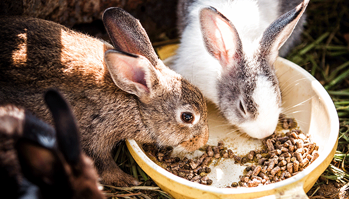 Преимущества использования комбикорма при разведении кроликов. Расчет суточной потребности комбинированных кормов
