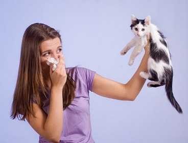 Аллергия у человека на кошачий корм