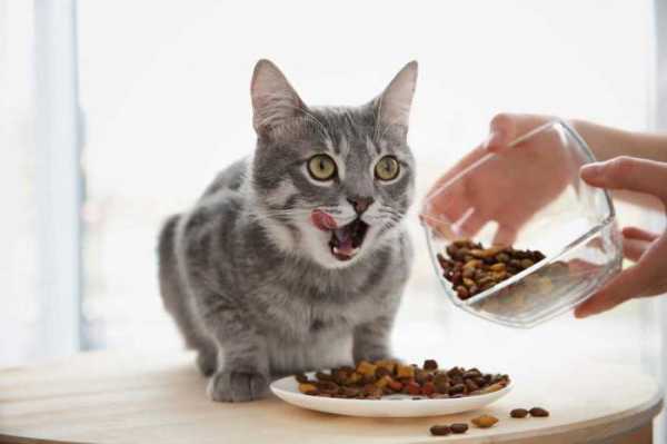 Гипоаллергенный корм для кошек акана