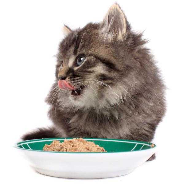 Холистик корм для кошек с чувствительным пищеварением