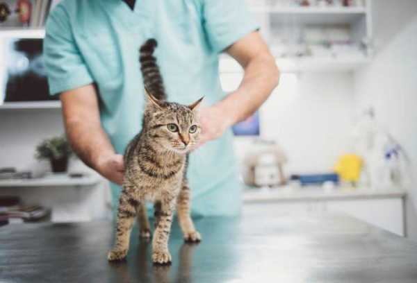 Холистик корм для стерилизованных кошек