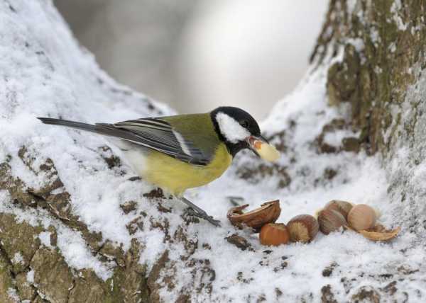 Как птицы добывают зимой корм