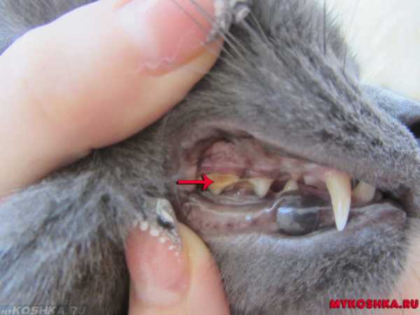 Корм для кошек от зубного камня
