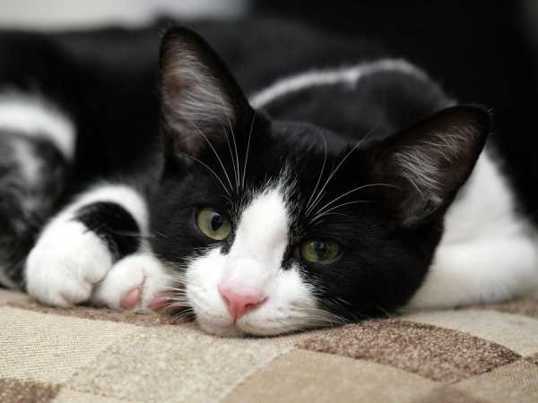 Корм для кошек при заболевании печени