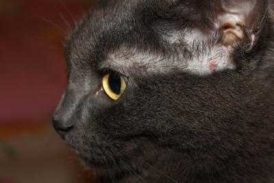 Корм для кошек против выпадения шерсти