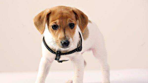 Корм для собак с мочекаменной болезнью