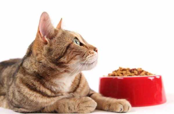 чем правильно кормить кошку в домашних условиях