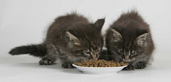 Суточная норма корма для кошки