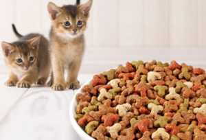 Суточная норма сухого корма проплан для кошек