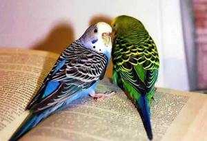 Волнистые попугаи корм и уход