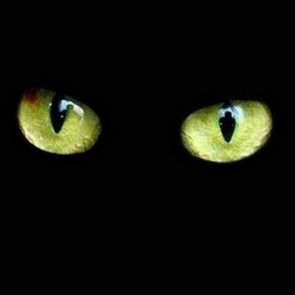 Корма для кошек ежкин кот